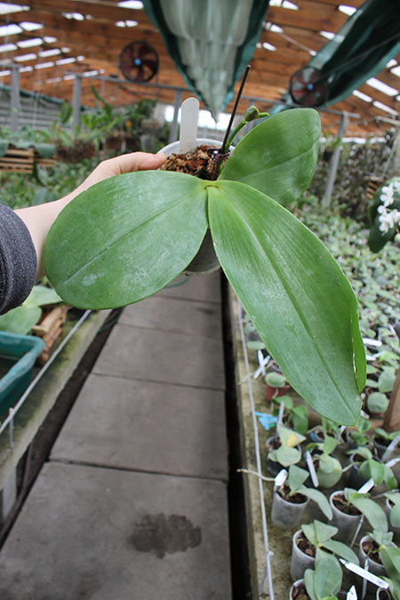 Phalaenopsis Giant Passion (Hannover Passion x gigantea).jpg