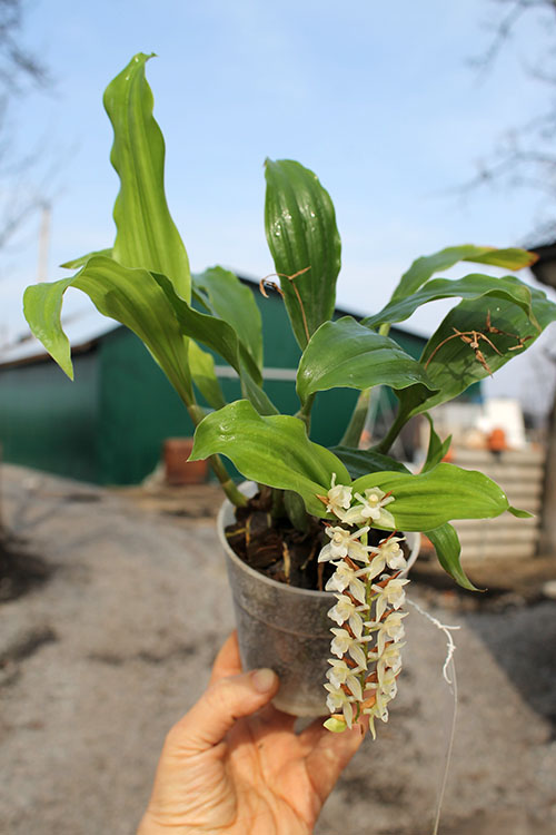 Pholidota chinensis.jpg