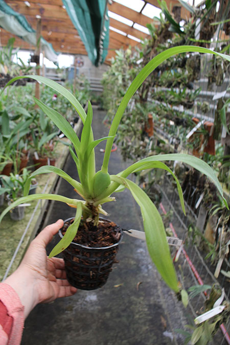 Rhynchostele bictoniense.jpg