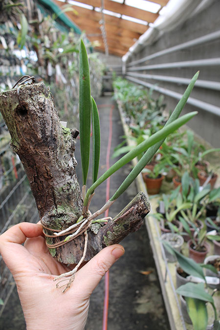 Brassocattleya Humming Angel.jpg