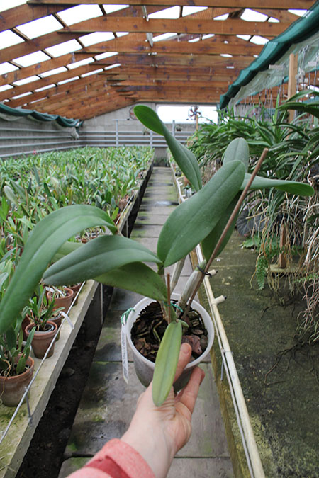 Brassocattleya Angel Lace 'Perfection'.jpg
