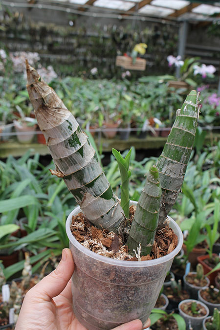 Cycnodes Taiwan Gold 'Taiwan Orange'.jpg