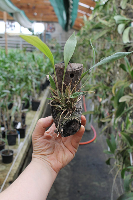 Stanhopea hernandezii.jpg