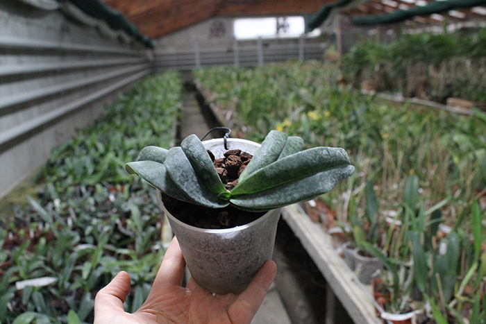 Paph hangianum x bellatulum.jpg