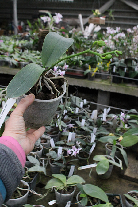 Phalaenopsis Mituo Golden 'M-2'.jpg