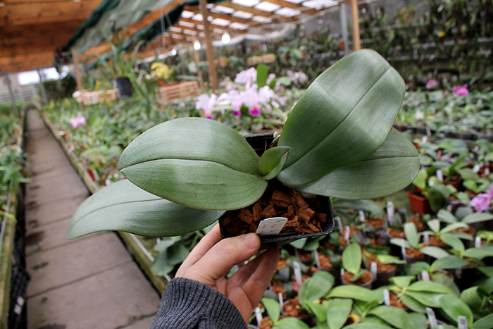 Phalaenopsis Jiaho's Pink Girl x mannii black.jpg