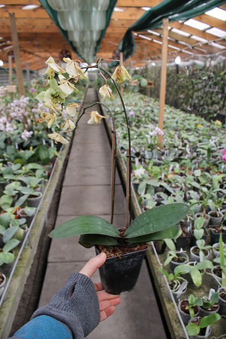 Phalaenopsis stuartiana yellow x sib.jpg