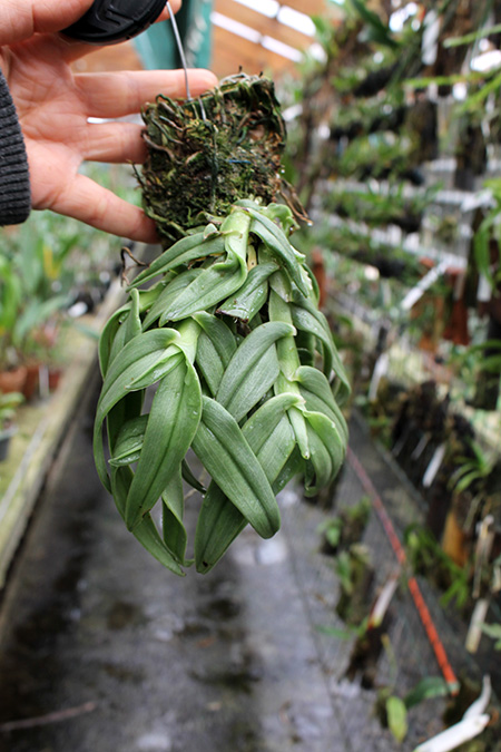 Epidendrum medusae.jpg