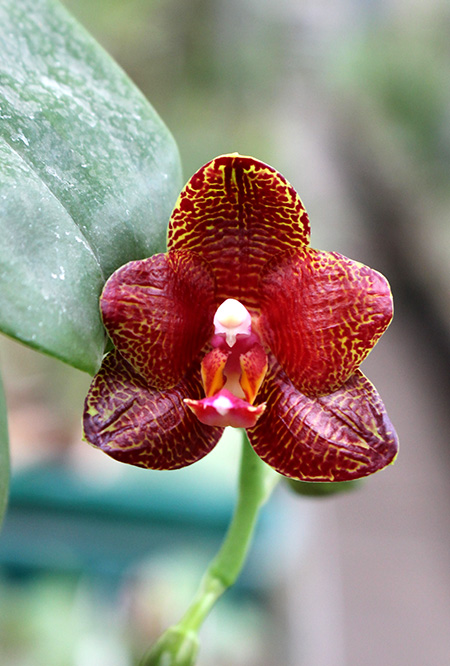 Phalaenopsis Mituo Cake 'M#1' x venosa 'TGDT'.jpg