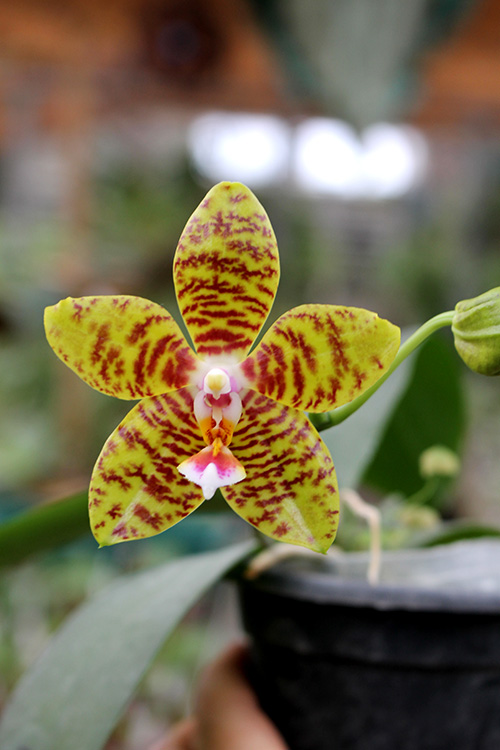 Phalaenopsis Mituo Cake 'M#1' x venosa 'TGDT'.jpg