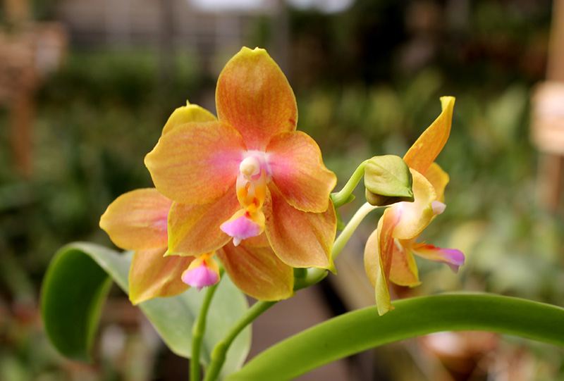 Phalaenopsis Lioulin Moon x bellina blue.jpg