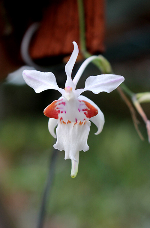 Holcoglossum quasipinifolium.jpg