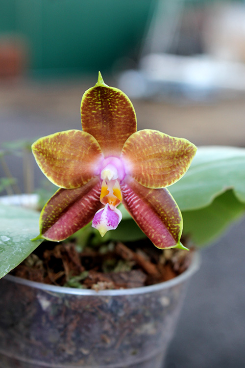 Phalaenopsis LD Purple Bear x bellina.jpg