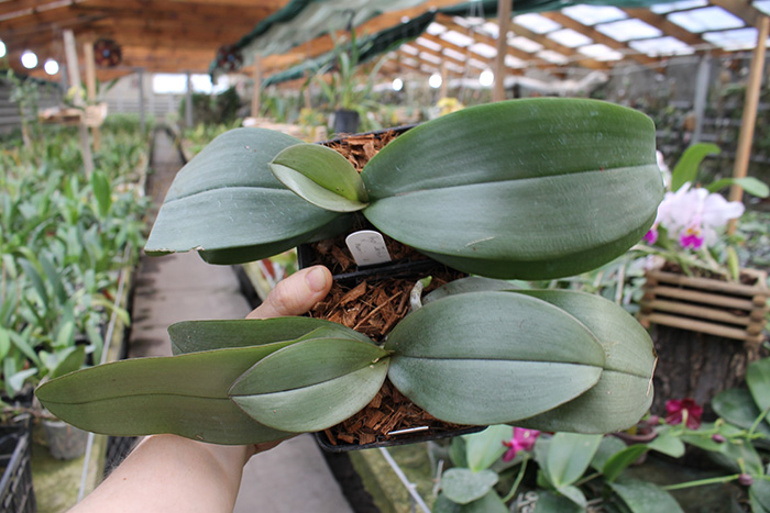 Phalaenopsis Jiaho's Pink Girl x mannii black.jpg