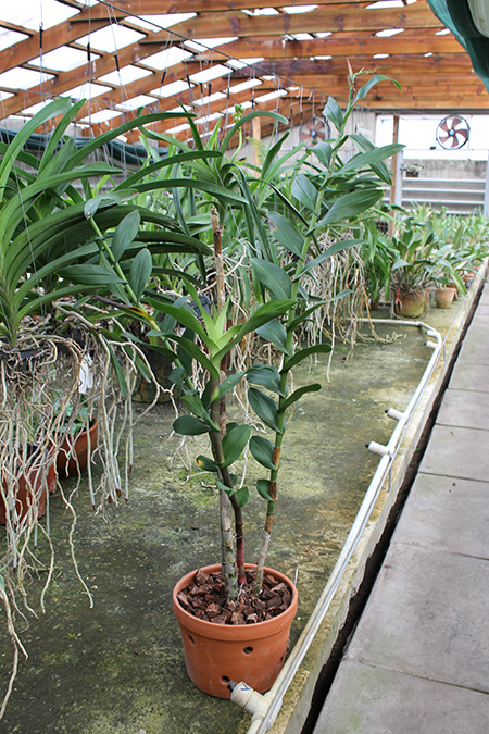 Epidendrum atacazoicum.jpg
