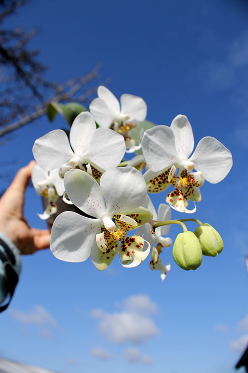 Phalaenopsis stuartiana 'Sogo'.jpg