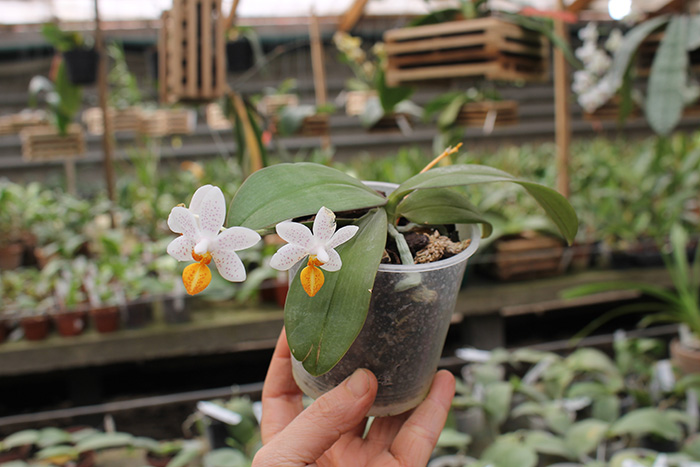 Phalaenopsis Mini Mark 'Maria Teresa'.jpg