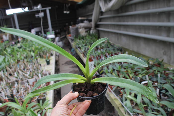 Paph philippinense Doll.jpg