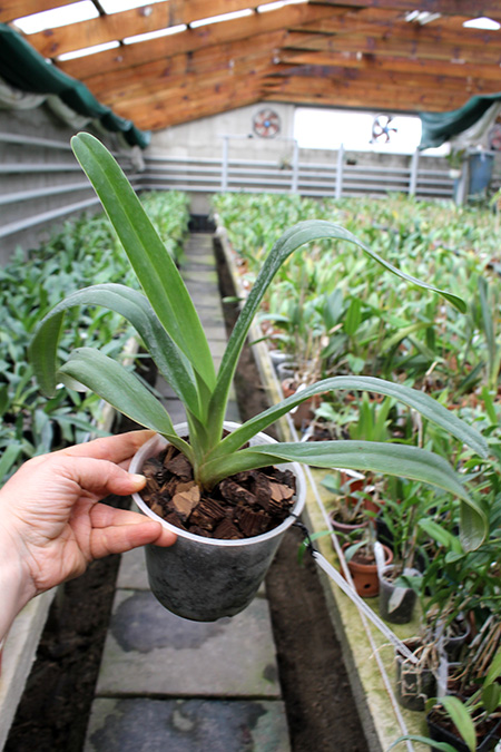 Paphiopedilum Jerry Spence x rothschildianum.jpg