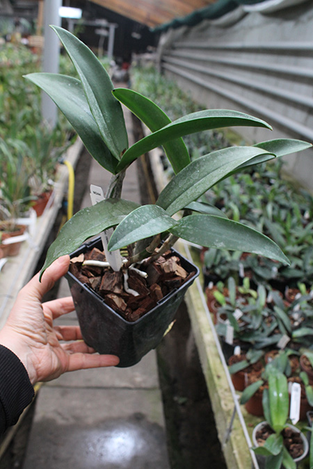 Epicattleya Siam Jade 'Avo'.jpg