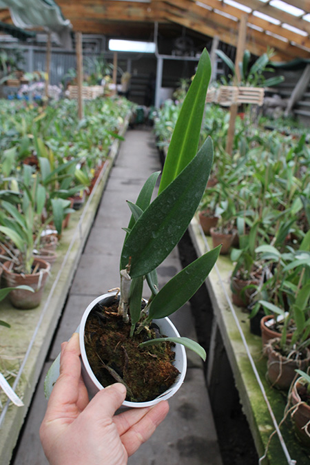 Brassocattleya Binosa 'Wabash Valley'.jpg