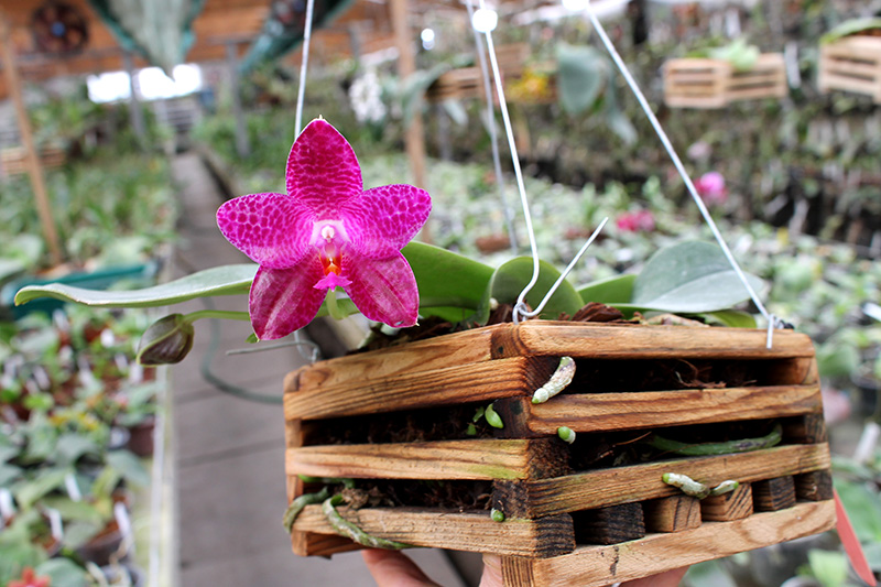 Phalaenopsis Mok Choi Yew Indigo.jpg