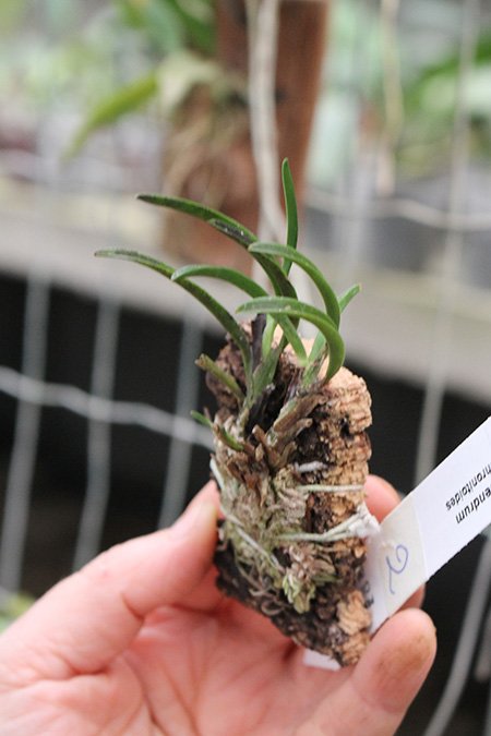 Epidendrum sophronitis.jpg