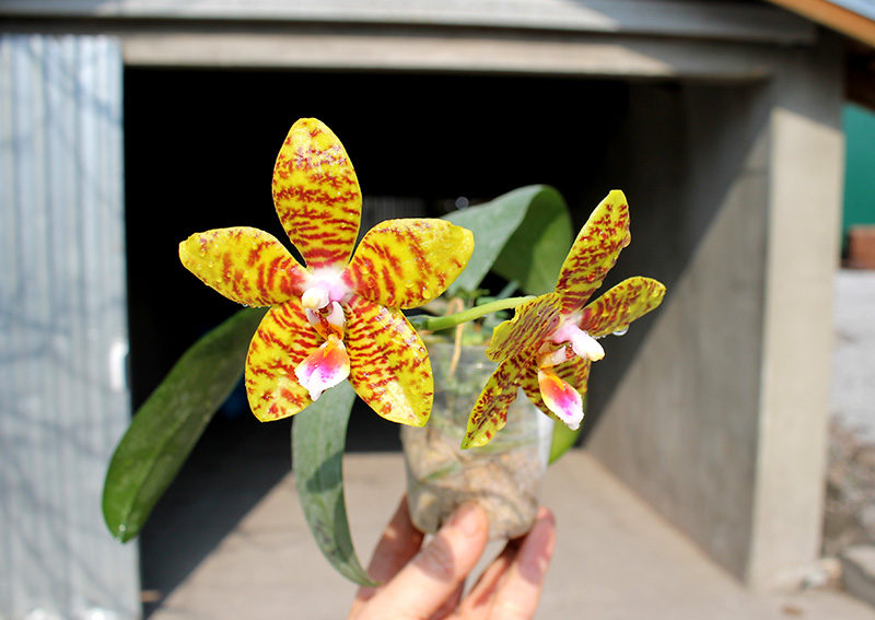 Phalaenopsis Mituo Cake 'M#1' x venosa 'TGDT'.jpg