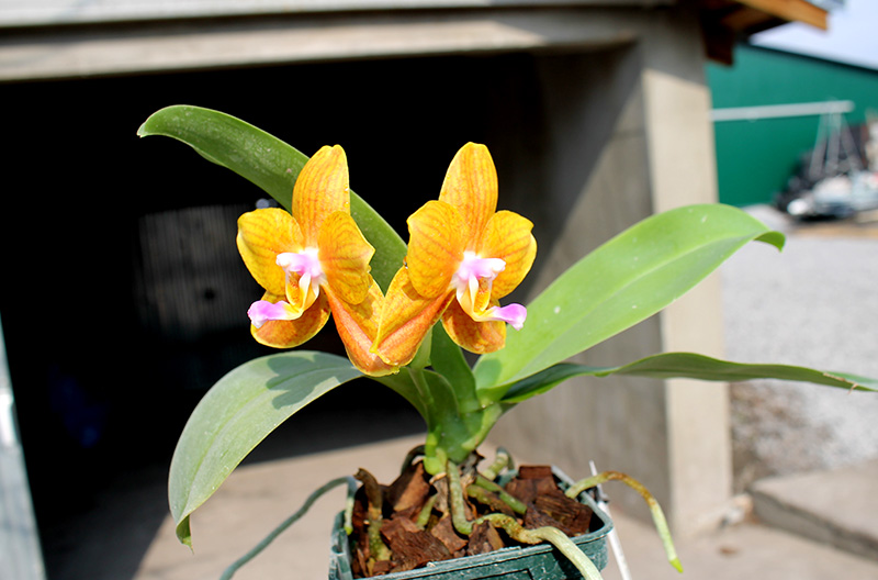 Phalaenopsis Lioulin Moon x bellina blue.jpg