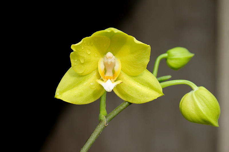 Doritaenopsis Sogo Nihou '#1' x Phalaenopsis I-Hsin Sunflower.jpg