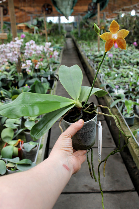 Phalaenopsis corningiana x lueddemanniana.jpg