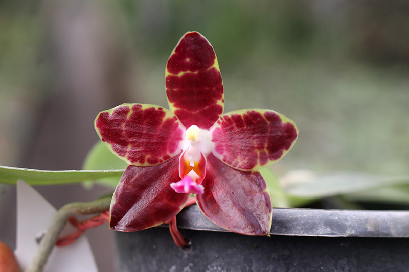 Phalaenopsis Yaphon Goodboy x gigantea.jpg