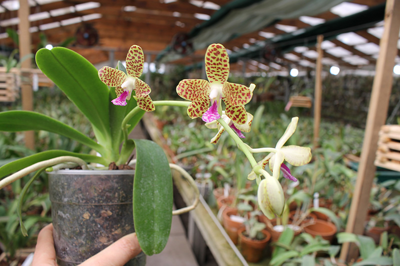 Sedirea japonica x Vandopsis parishii.jpg