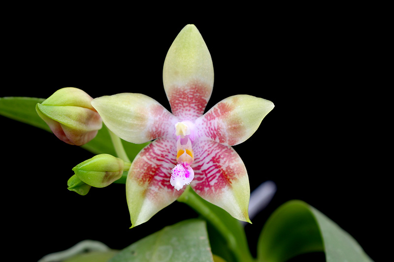 Phalaenopsis KS Happy Eagle x tetraspis 'Red #1'.jpg