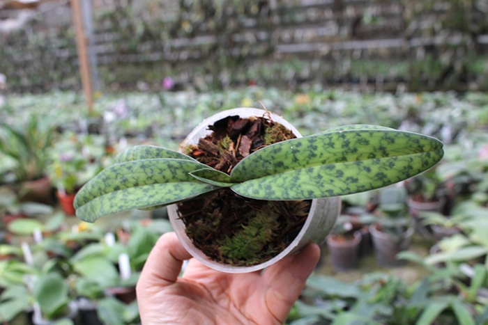 Paphiopedilum bellatulum x Shin-Yi Heart.jpg