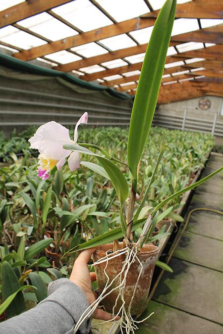 Cattleya schroederae albescens x Cattleya schroederae alba.jpg