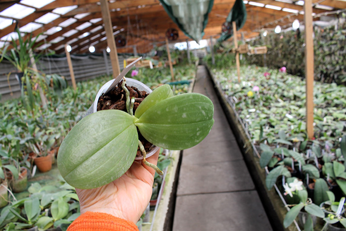 Phalaenopsis Gigabell (gigantea x bellina).jpg