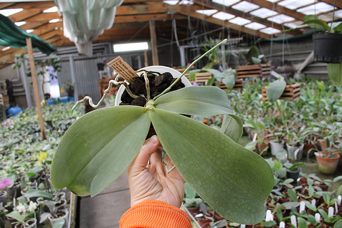 Phalaenopsis tetraspis x gigantea.jpg