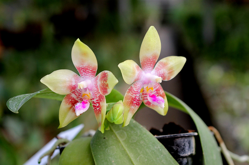 Phalaenopsis KS Happy Eagle x tetraspis 'Red #1'.jpg