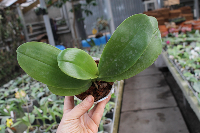 Phalaenopsis (stuartiana x celebensis) x Ld’s Bear Queen.jpg
