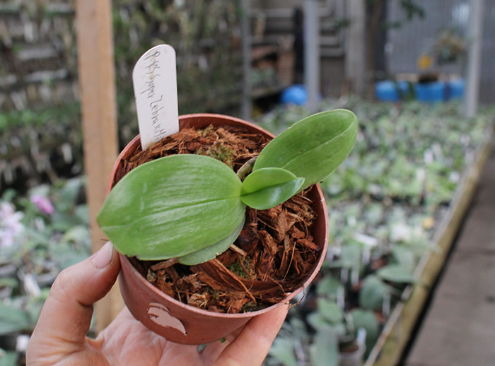 Phalaenopsis KS Super Zebra x Mituo Sun 'AL'.jpg