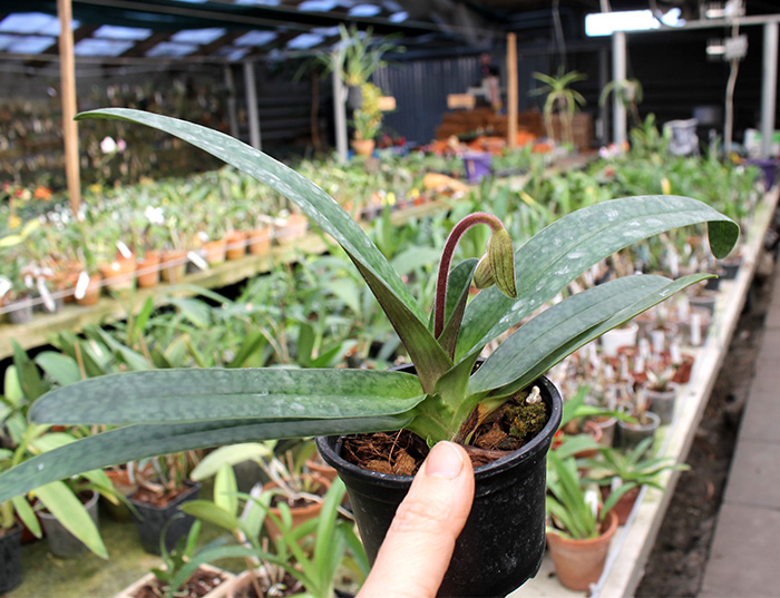 Paphiopedilum philippinense x niveum.jpg