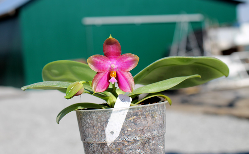Phalaenopsis Mituo Prince x bellina.jpg