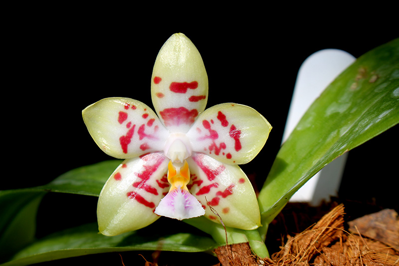 Phalaenopsis Yungho Gelblitz x (Brother Trekkie-Princess Kaiulani) 'flava'.jpg