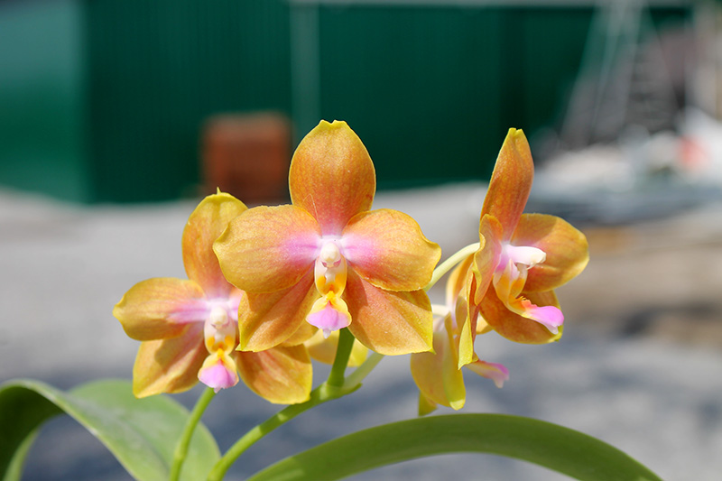 Phalaenopsis Lioulin Moon x bellina blue.jpg