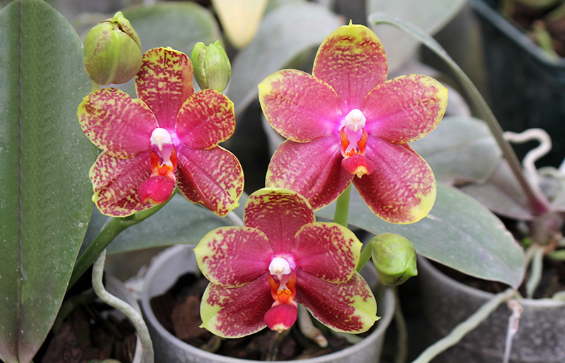 Phalaenopsis George Vasquez x (Coral Nosa x bellina).jpg