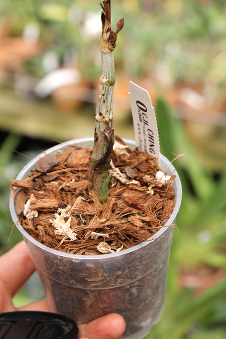 Cycnoches barthiorum 'Pink Dove'.jpg