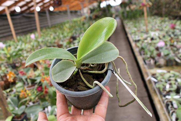 Phalaenopsis pulchra.jpg