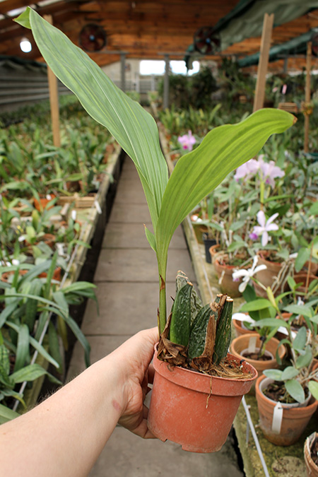 Angulocaste Red Jewel.jpg