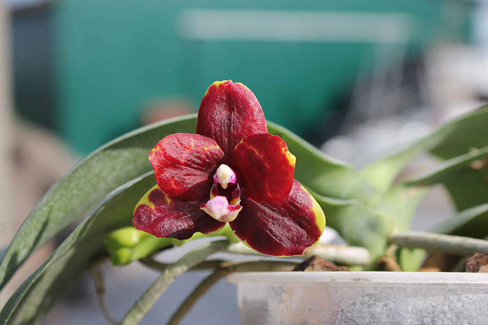 Phalaenopsis Hawaii Dragon Girl x Lioulin Goldfinch.jpg